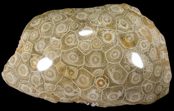 Polished Fossil Coral (Actinocyathus) - Morocco #90253